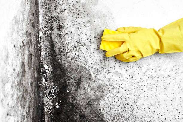 Best Commercial Mold Inspection  in Lewisville, NC